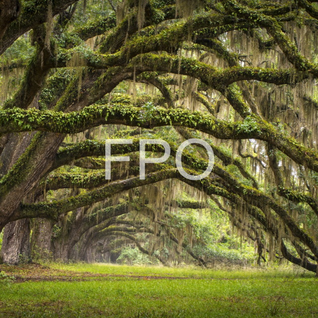 Background image of trees with text reading FPO on it